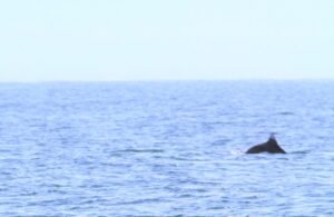 奇跡の穏やかなクルーズ 知床ネイチャークルーズ クジラ イルカ バードウォッチング 流氷